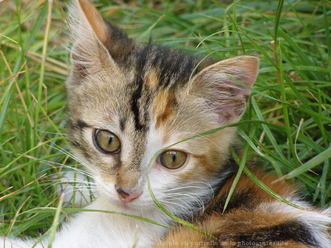 Photo de Chat domestique