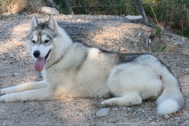 Photo de Husky siberien