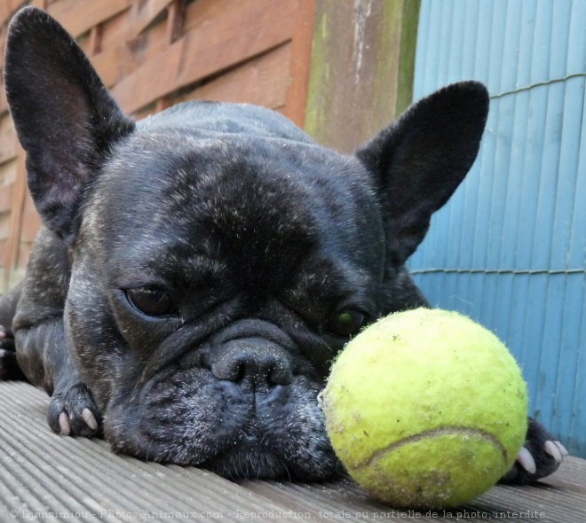 Photo de Bouledogue franais