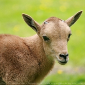 Photo de Mouflon