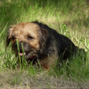 Photo de Border terrier