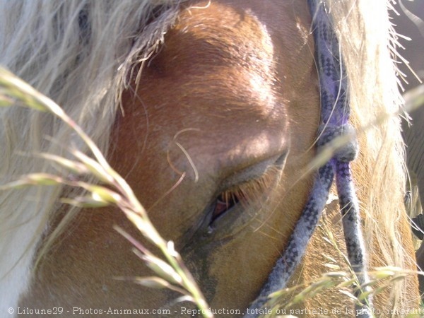 Photo de Breton