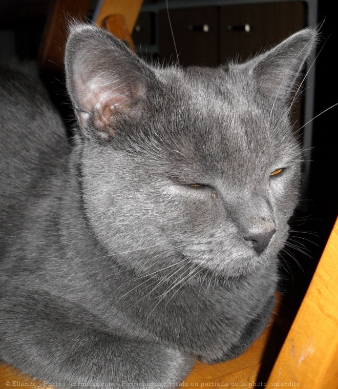 Photo de Chartreux