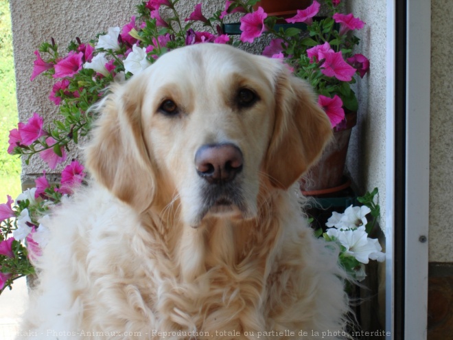 Photo de Golden retriever