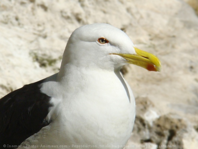 Photo de Goeland