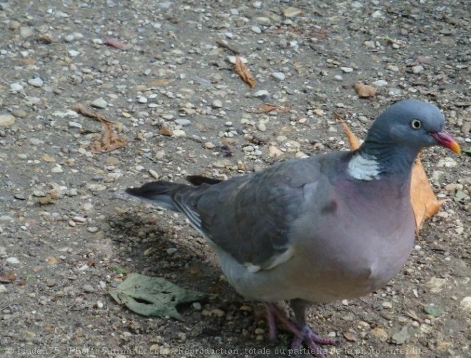 Photo de Pigeon