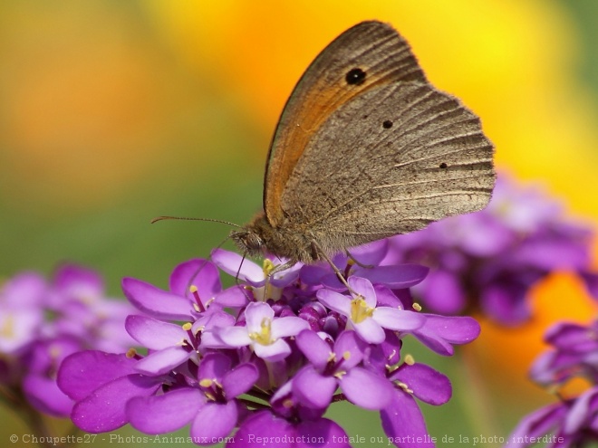 Photo de Papillon