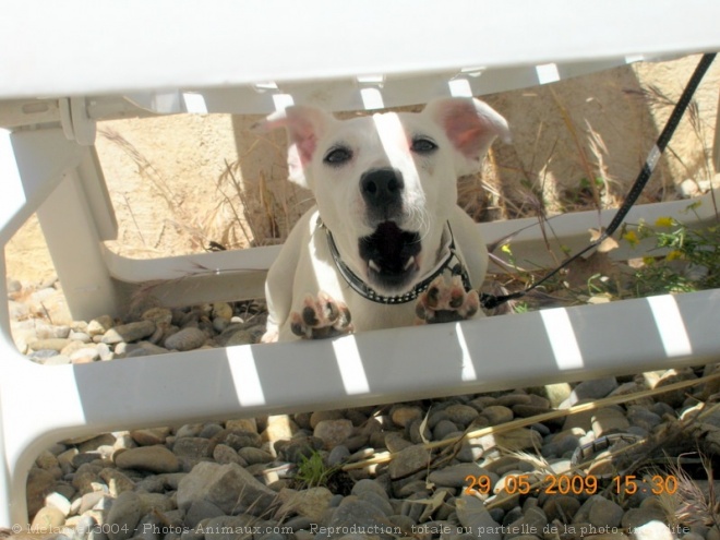 Photo de Jack russell terrier