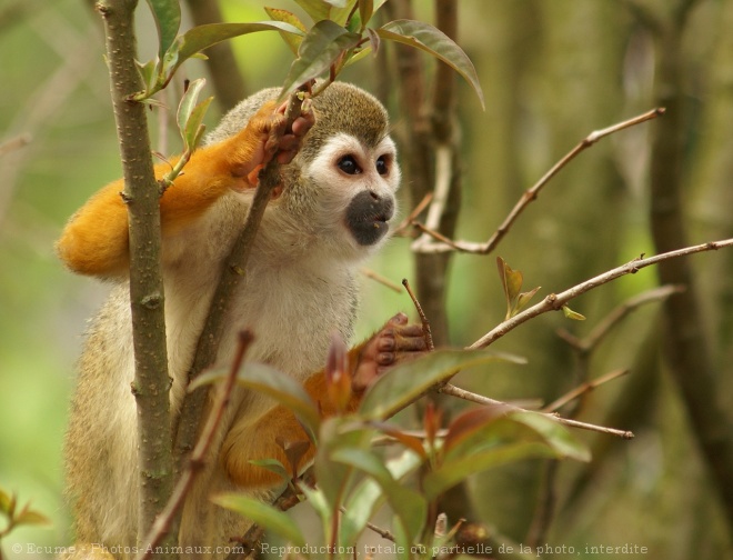 Photo de Singe - samiri