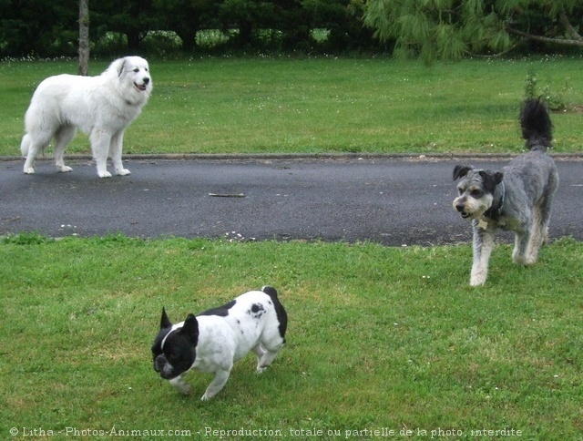 Photo de Races diffrentes