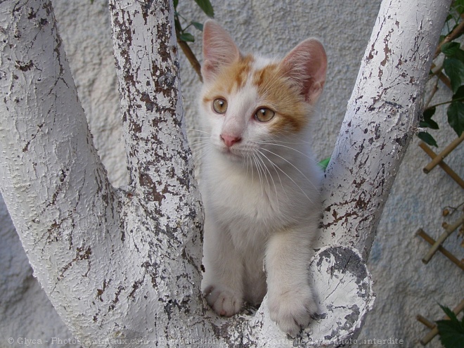 Photo de Chat domestique