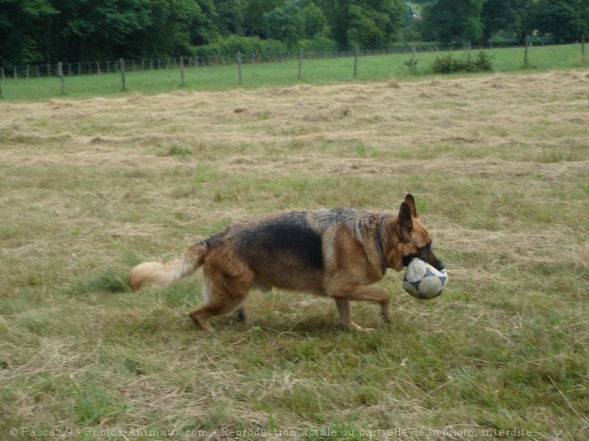 Photo de Berger allemand  poil court