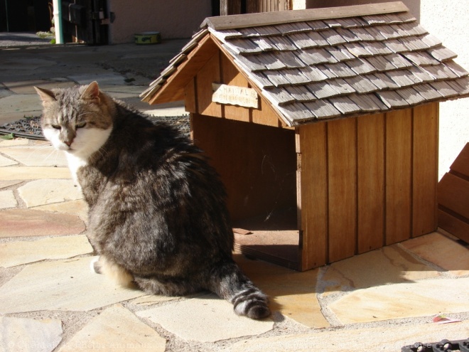 Photo de Chat domestique