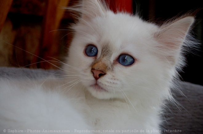 Photo de Sacr de birmanie