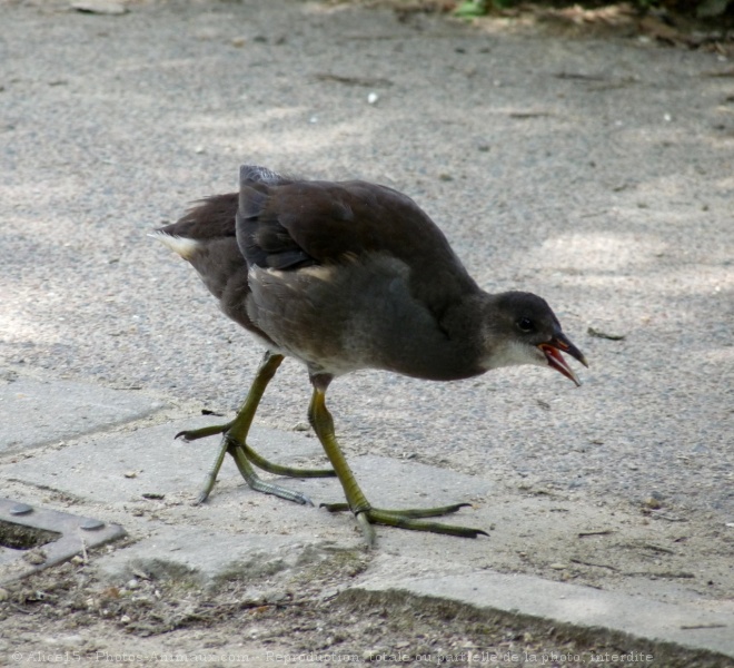 Photo de Poule d'eau