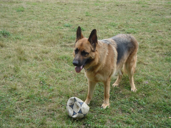 Photo de Berger allemand  poil court