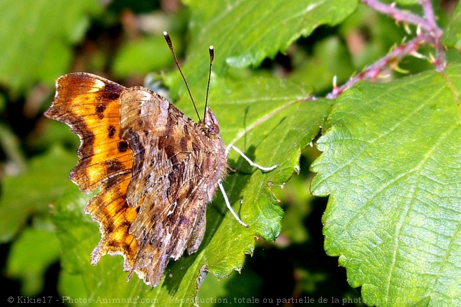 Photo de Papillon