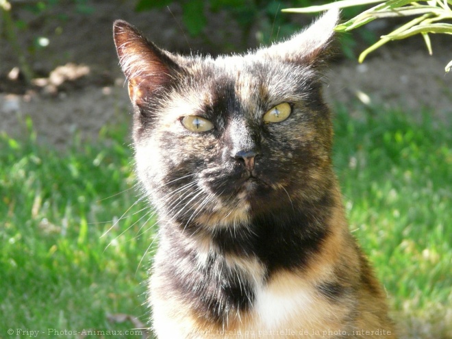 Photo de Chat domestique