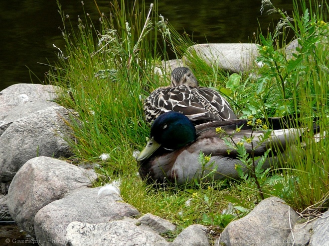 Photo de Canard colvert