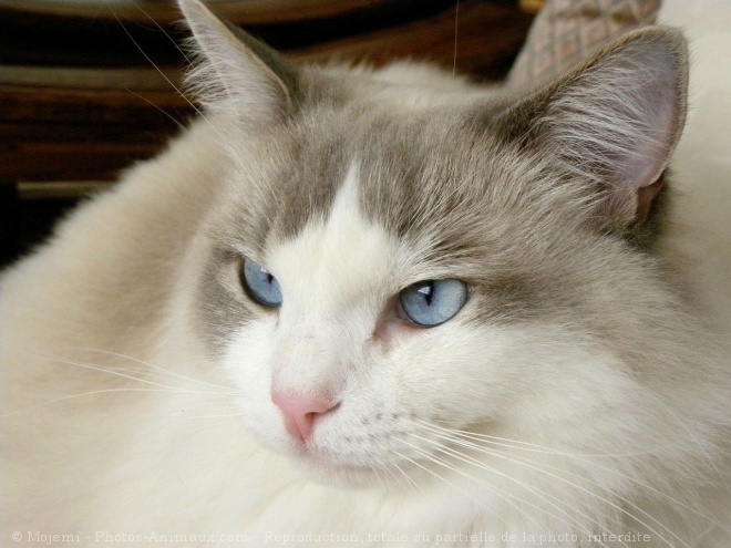 Photo de Ragdoll