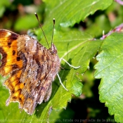 Photo de Papillon