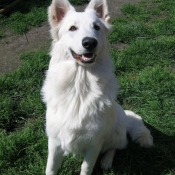 Photo de Berger blanc suisse