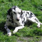 Photo de Dalmatien