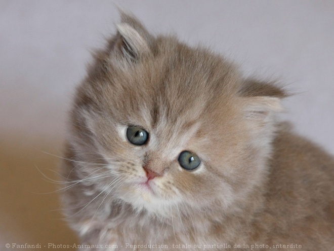 Photo de British longhair