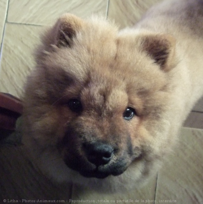 Photo de Chow chow