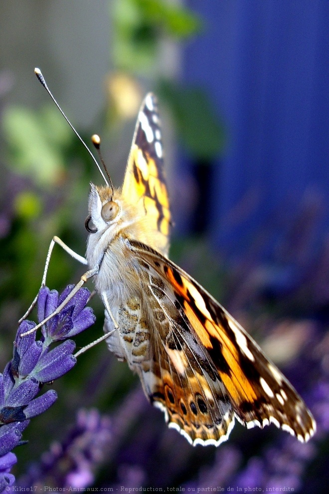 Photo de Papillon - belle-dame