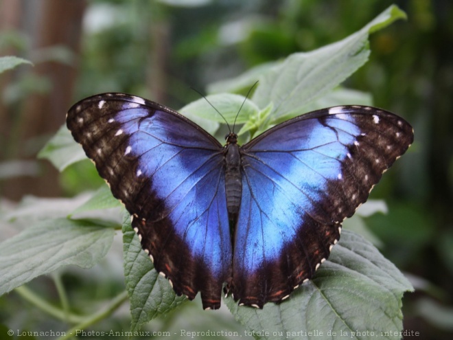 Photo de Papillon - morpho bleu