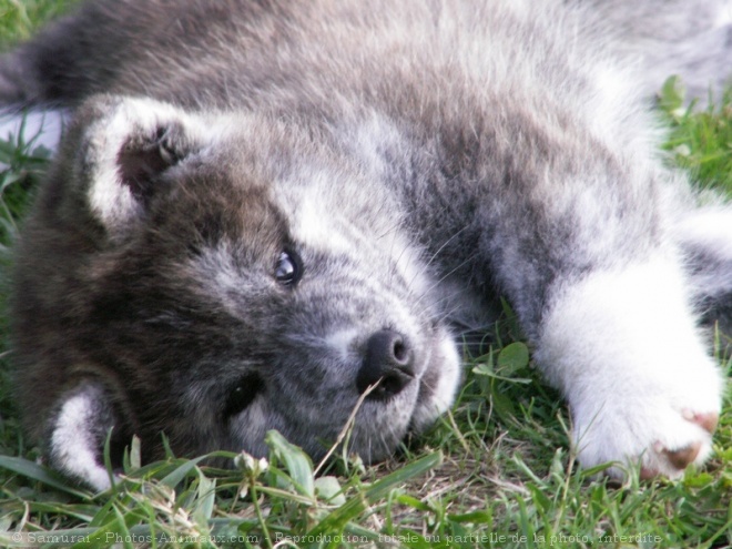 Photo d'Akita inu