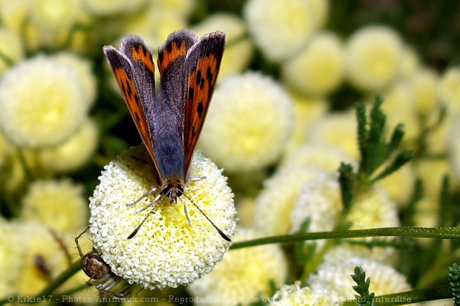 Photo de Papillon