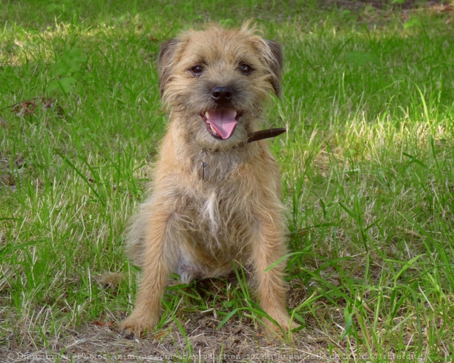 Photo de Border terrier