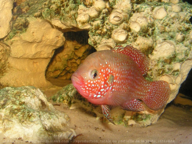 Photo de Poissons exotiques