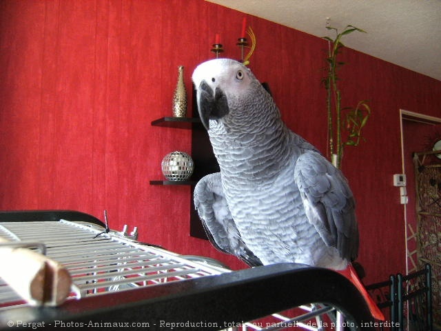 Photo de Perroquet - gris du gabon