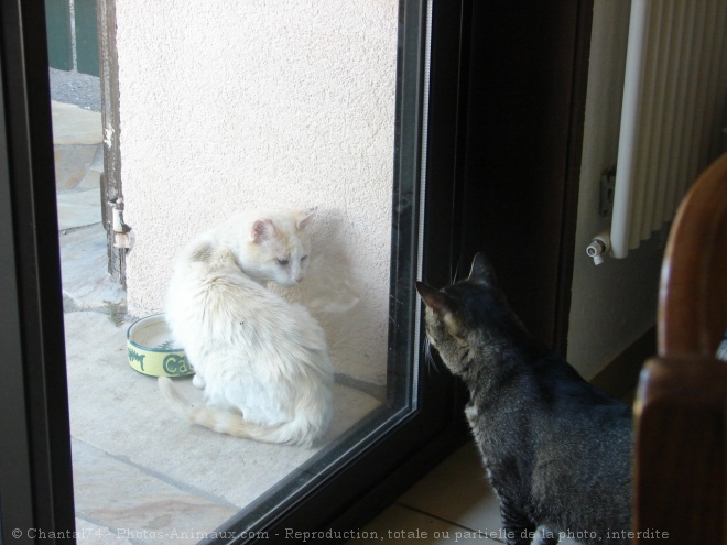 Photo de Chat domestique