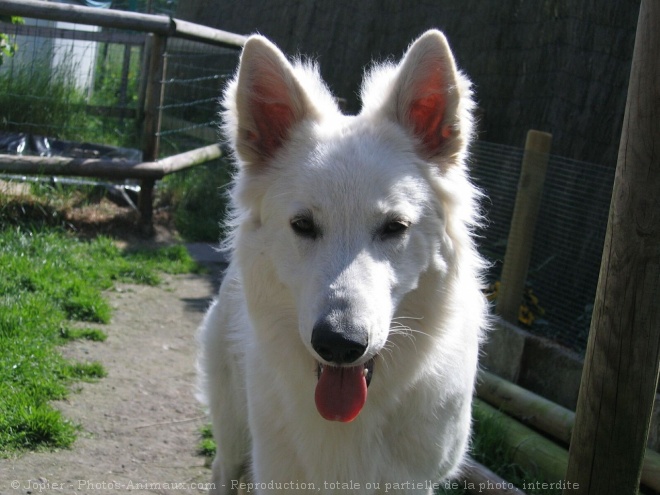 Photo de Berger blanc suisse