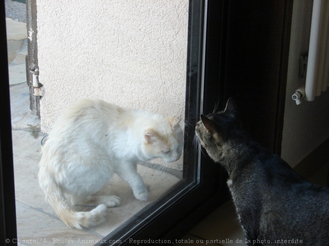 Photo de Chat domestique