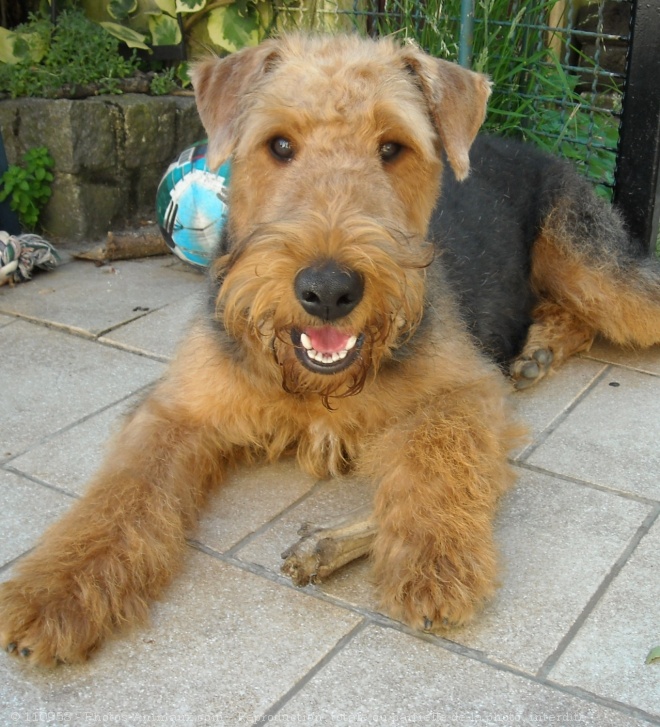 Photo d'Airedale terrier