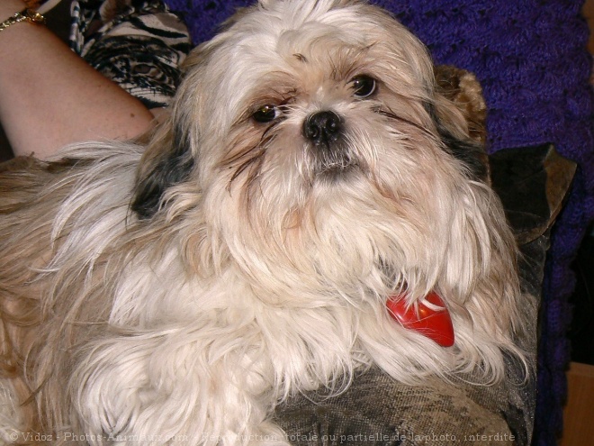 Photo de Shih tzu