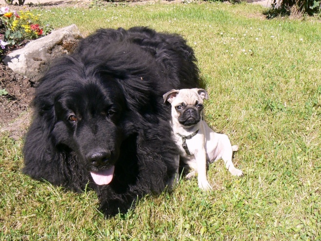 Photo de Races diffrentes