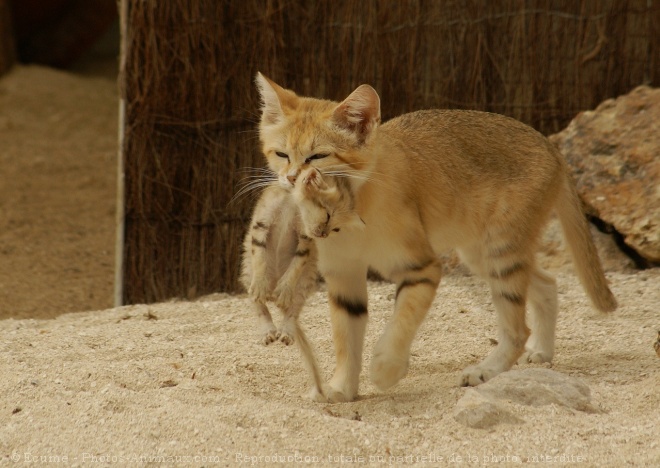 Photo de Chat des sables