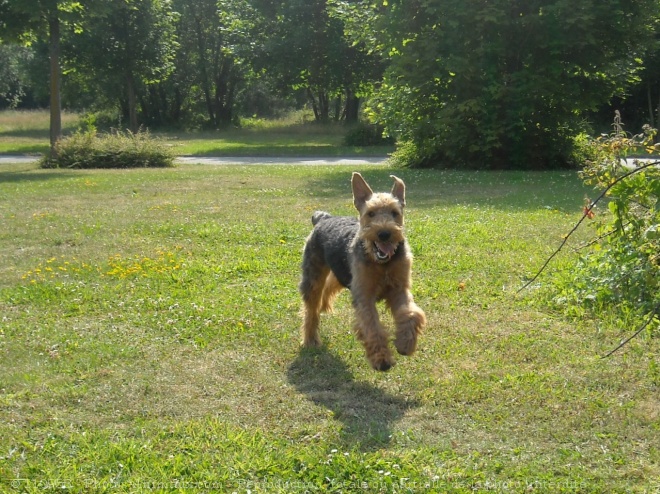 Photo d'Airedale terrier