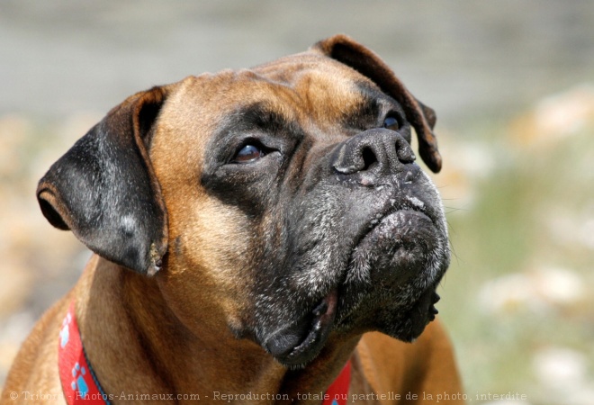 Photo de Boxer