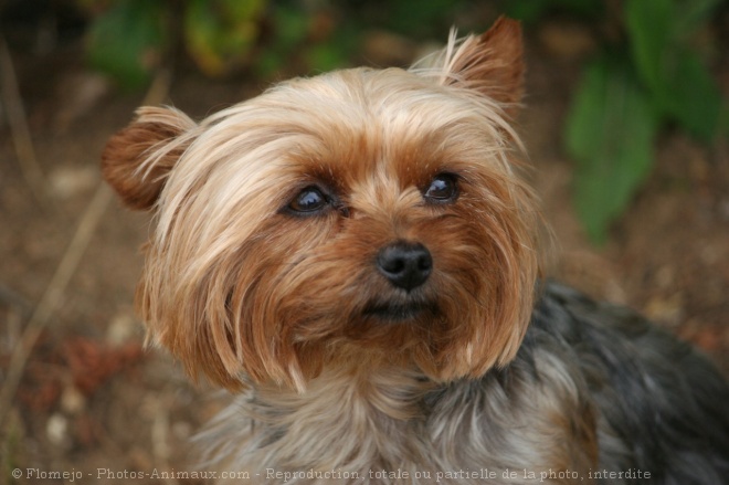 Photo de Yorkshire terrier