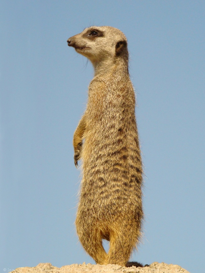 Photo de Suricate