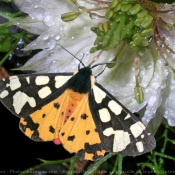 Photo de Papillon