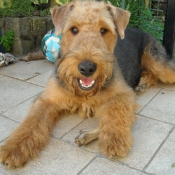 Photo d'Airedale terrier