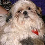 Photo de Shih tzu